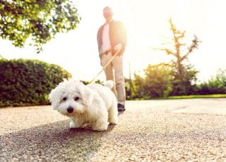 promenade animaux.jpg